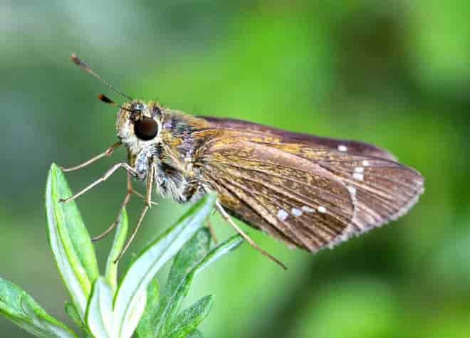 �C�`�����W�Z�Z��